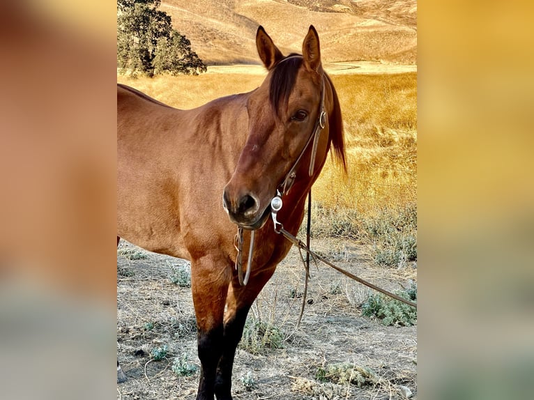 American Quarter Horse Castrone 9 Anni 152 cm Falbo in Paicines CA