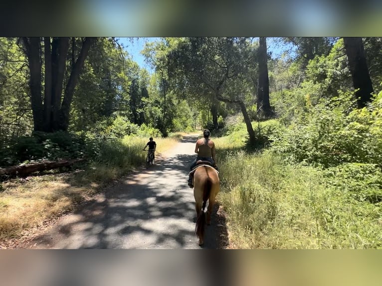 American Quarter Horse Castrone 9 Anni 152 cm Falbo in Pleasant Grove CA