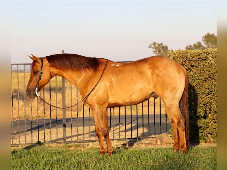 American Quarter Horse Castrone 9 Anni 152 cm Falbo in Pleasant Grove CA