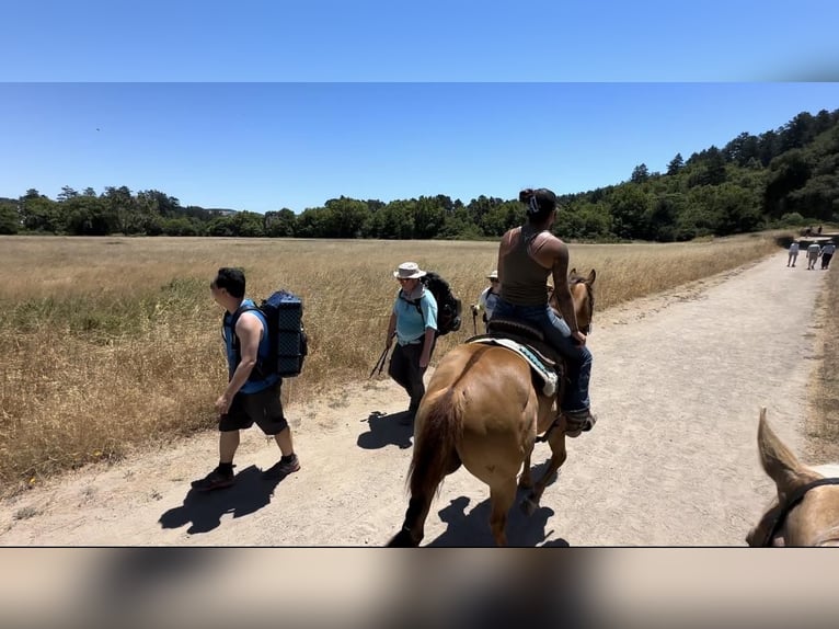 American Quarter Horse Castrone 9 Anni 152 cm Falbo in Pleasant Grove CA