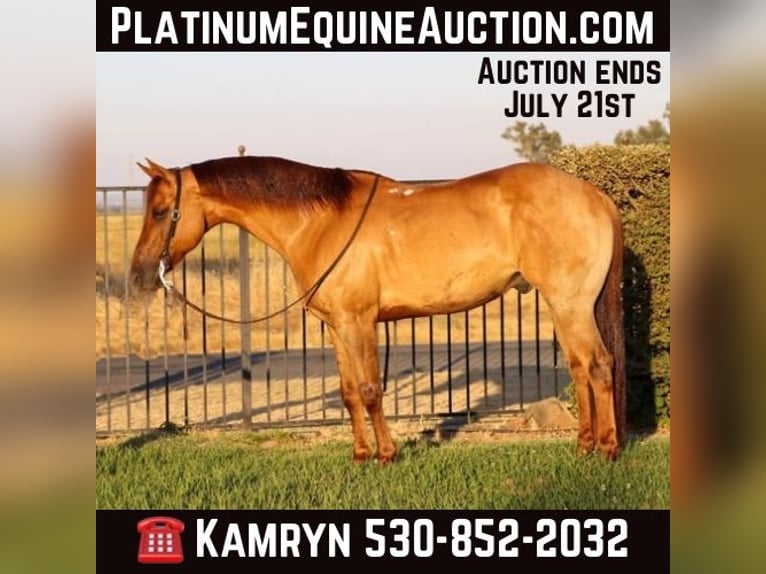 American Quarter Horse Castrone 9 Anni 152 cm Falbo in Pleasant Grove CA