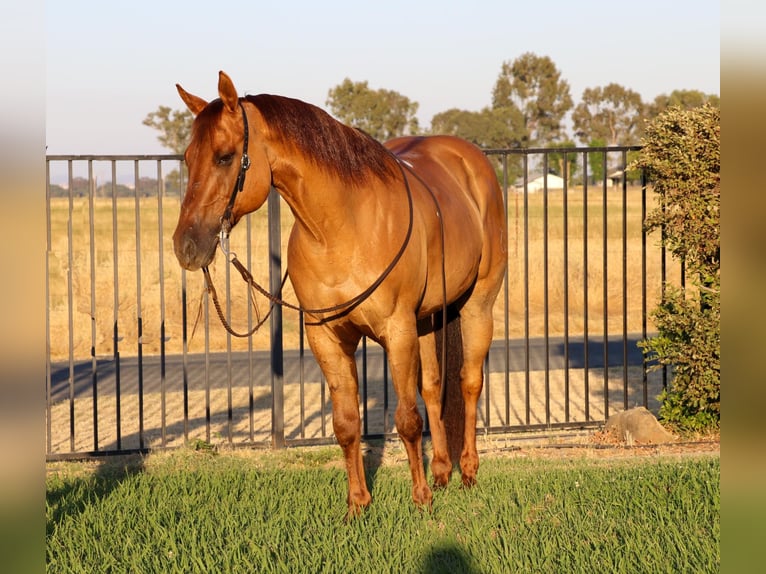 American Quarter Horse Castrone 9 Anni 152 cm Falbo in Pleasant Grove CA