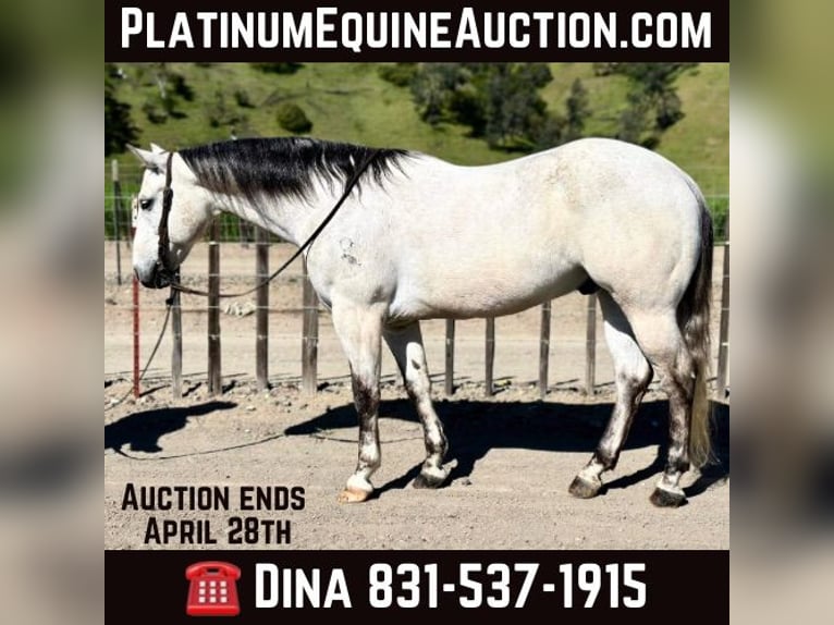 American Quarter Horse Castrone 9 Anni 152 cm Grigio in Paicines CA
