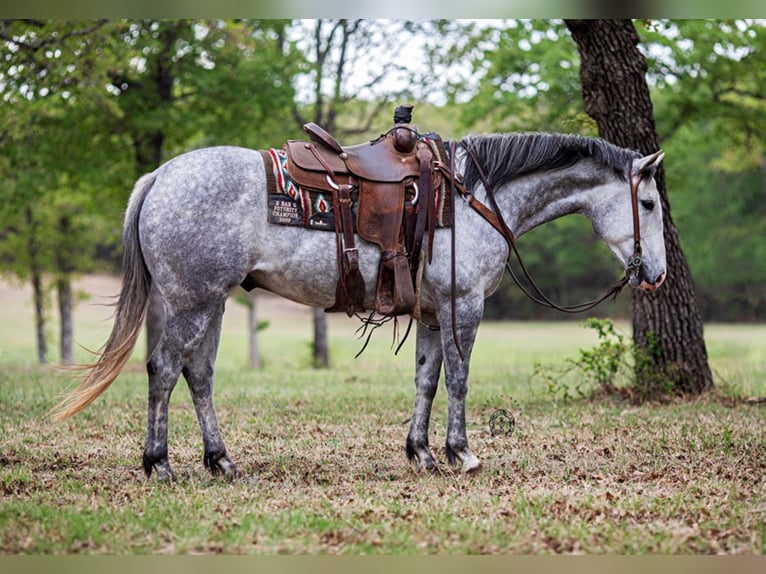 American Quarter Horse Castrone 9 Anni 152 cm Grigio in Weatherford TX