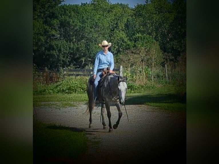 American Quarter Horse Castrone 9 Anni 152 cm Grigio in Winchester, OH