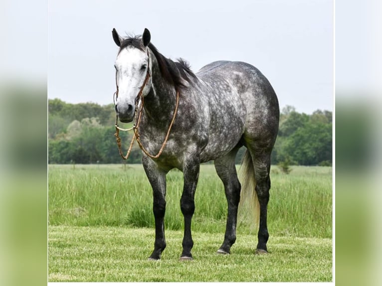 American Quarter Horse Castrone 9 Anni 152 cm Grigio in Winchester, OH