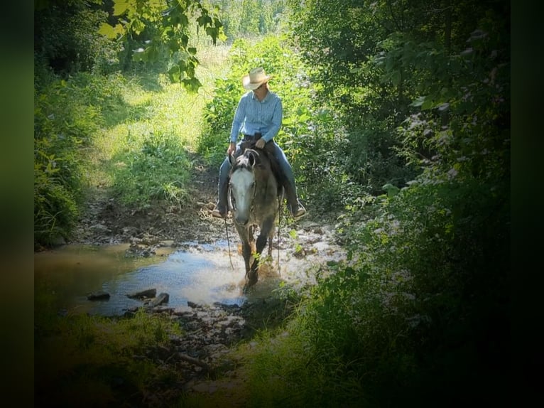 American Quarter Horse Castrone 9 Anni 152 cm Grigio in Winchester, OH