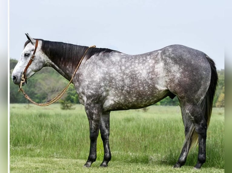 American Quarter Horse Castrone 9 Anni 152 cm Grigio in Winchester, OH