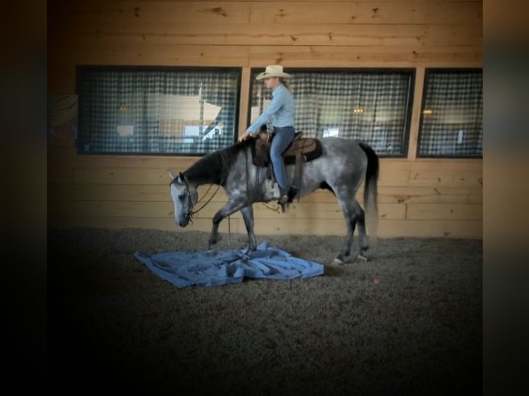 American Quarter Horse Castrone 9 Anni 152 cm Grigio in Winchester, OH