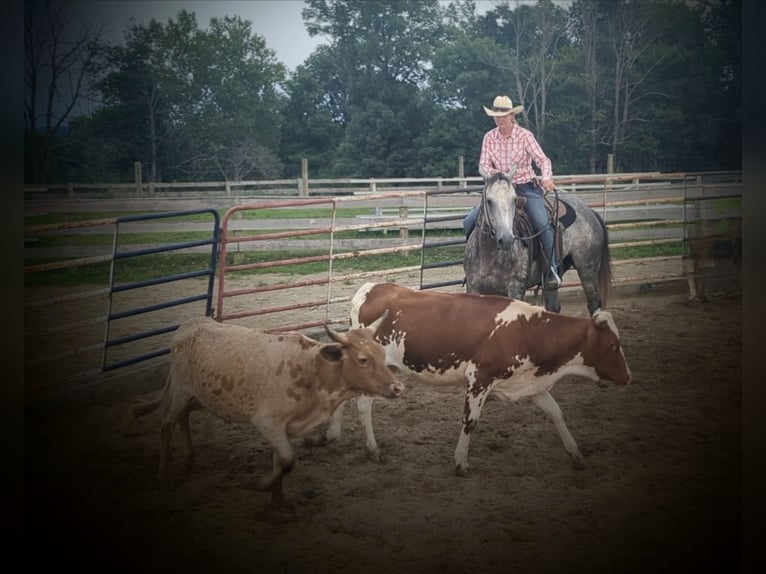 American Quarter Horse Castrone 9 Anni 152 cm Grigio in Winchester, OH