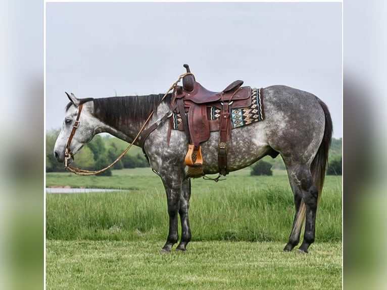 American Quarter Horse Castrone 9 Anni 152 cm Grigio in Winchester, OH