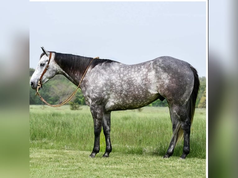 American Quarter Horse Castrone 9 Anni 152 cm Grigio in Winchester, OH