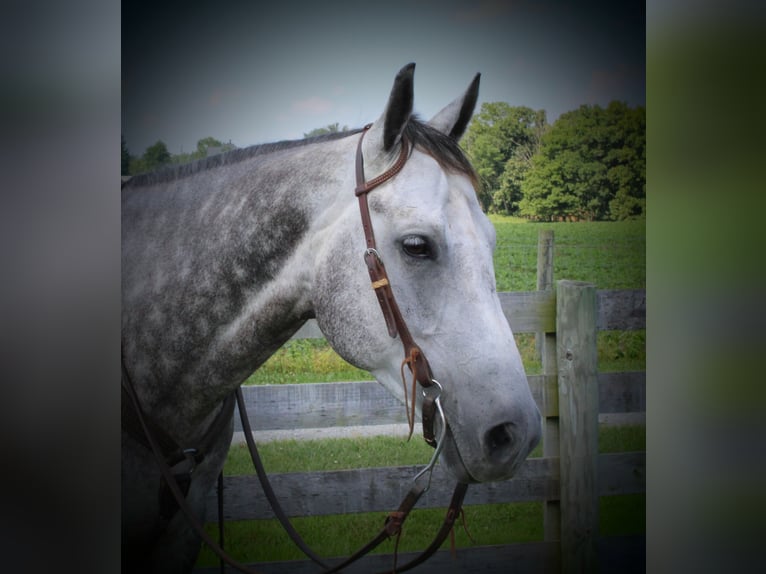 American Quarter Horse Castrone 9 Anni 152 cm Grigio in Winchester, OH