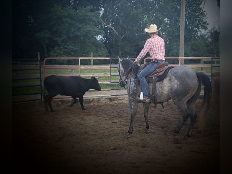 American Quarter Horse Castrone 9 Anni 152 cm Grigio in Winchester, OH