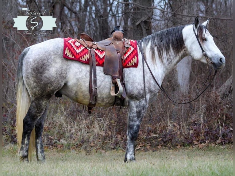 American Quarter Horse Castrone 9 Anni 152 cm Grigio pezzato in Hardinsburg IN