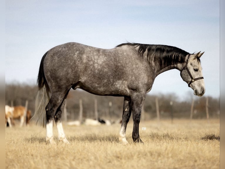 American Quarter Horse Castrone 9 Anni 152 cm Grigio pezzato in Cisco, TX