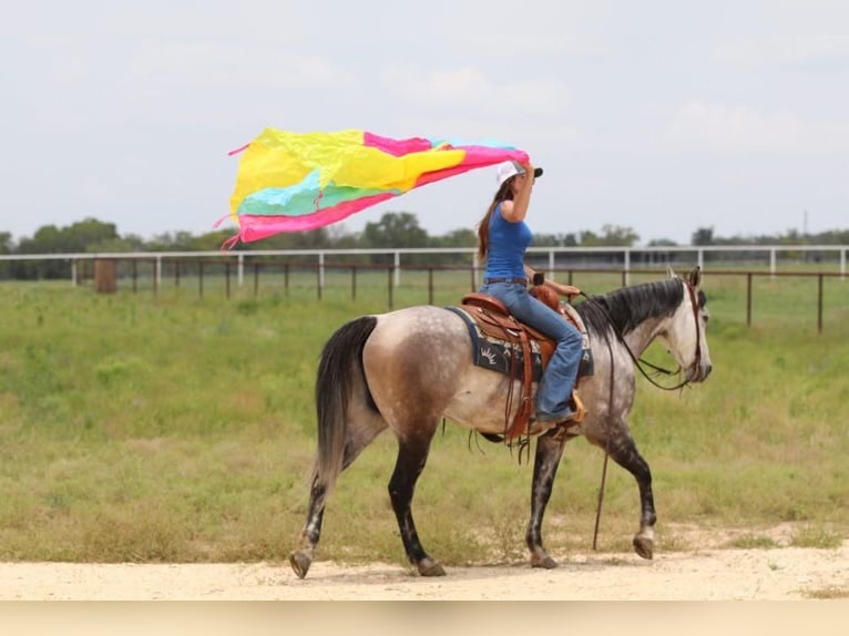 American Quarter Horse Mix Castrone 9 Anni 152 cm Grigio in Joshua, TX
