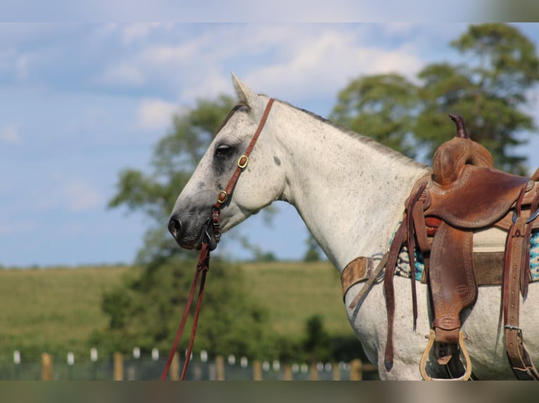 American Quarter Horse Castrone 9 Anni 152 cm Grigio in Sonora Ky