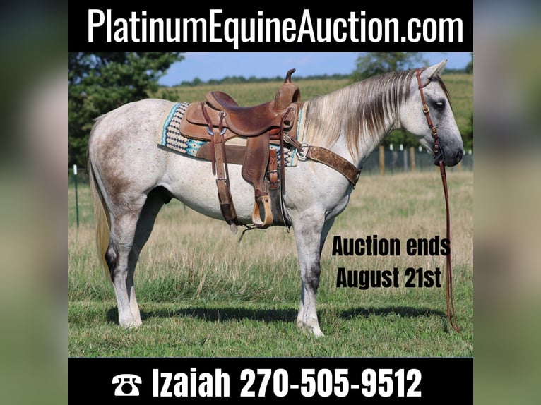 American Quarter Horse Castrone 9 Anni 152 cm Grigio in Sonora Ky