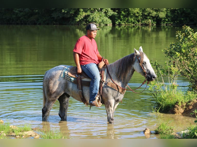 American Quarter Horse Castrone 9 Anni 152 cm Grigio in Sonora Ky