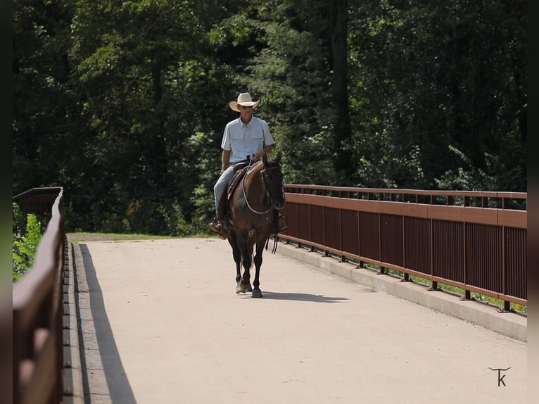American Quarter Horse Castrone 9 Anni 152 cm Grullo in Bellevue