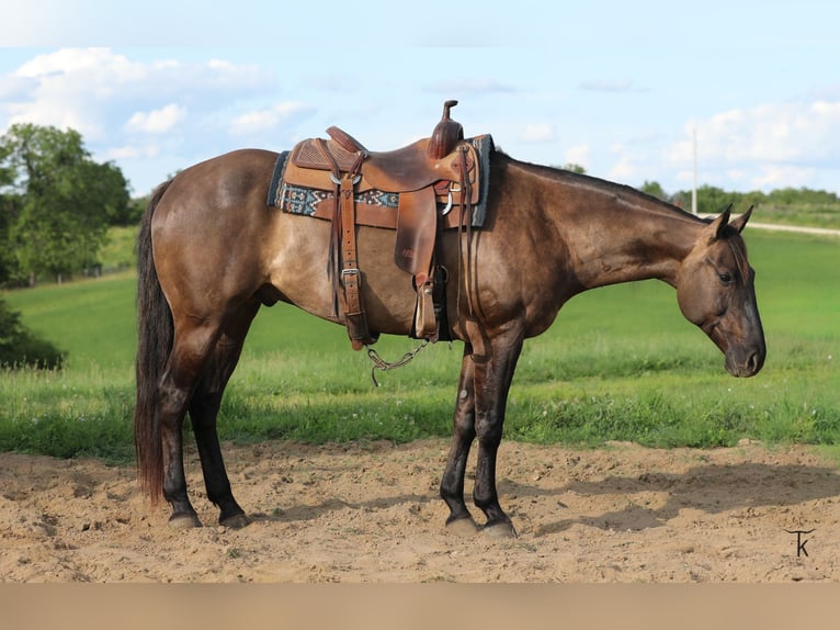 American Quarter Horse Castrone 9 Anni 152 cm Grullo in Bellevue