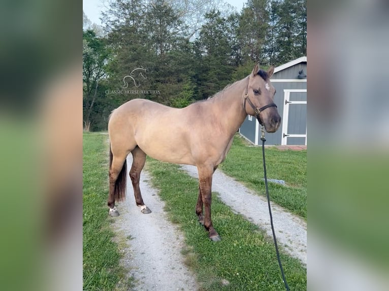 American Quarter Horse Castrone 9 Anni 152 cm Grullo in New Haven KY