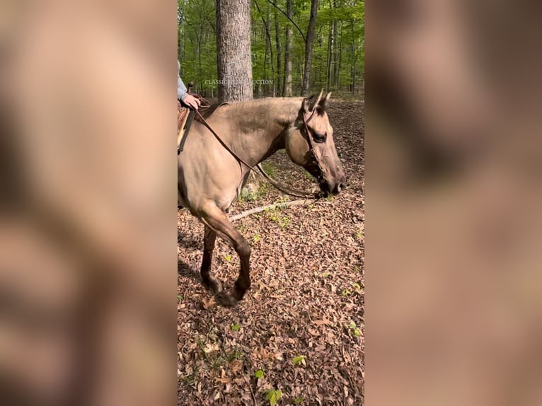 American Quarter Horse Castrone 9 Anni 152 cm Grullo in New Haven KY