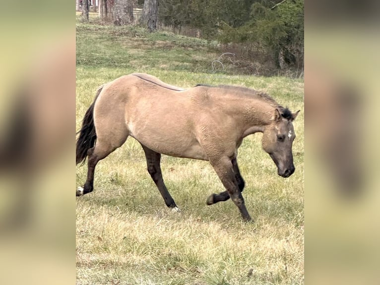 American Quarter Horse Castrone 9 Anni 152 cm Grullo in New Haven KY