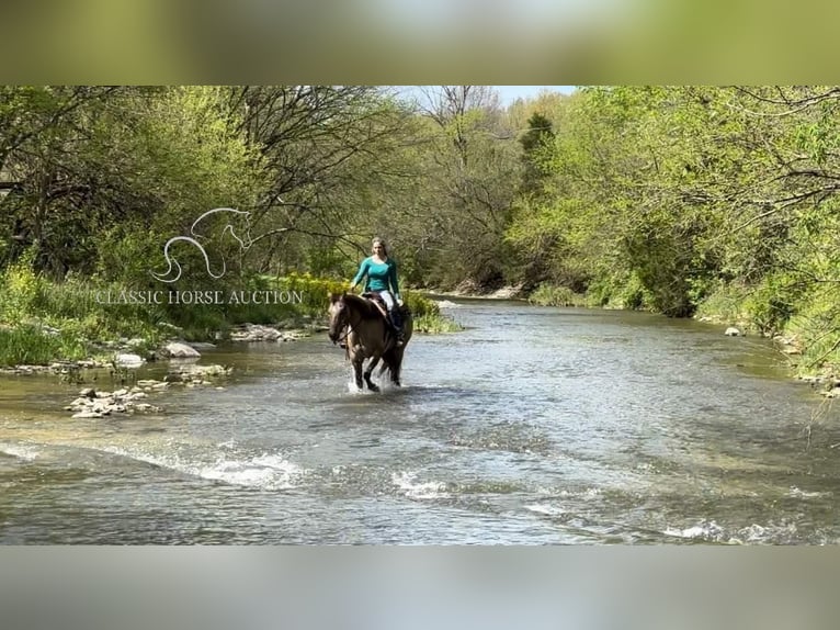 American Quarter Horse Castrone 9 Anni 152 cm Grullo in New Haven KY