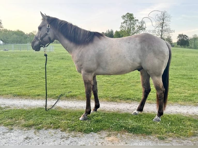 American Quarter Horse Castrone 9 Anni 152 cm Grullo in New Haven KY