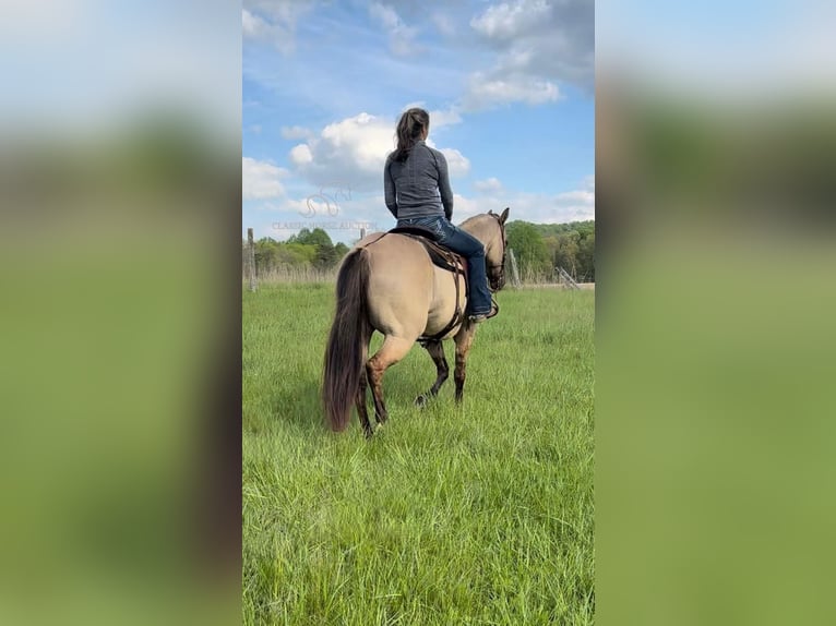 American Quarter Horse Castrone 9 Anni 152 cm Grullo in New Haven KY