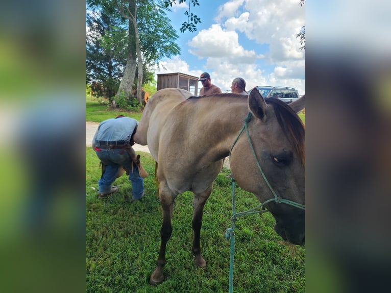 American Quarter Horse Castrone 9 Anni 152 cm Grullo in Pickens SC