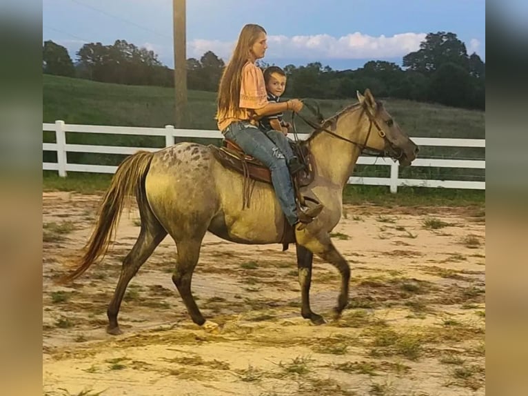 American Quarter Horse Castrone 9 Anni 152 cm Grullo in Pickens SC