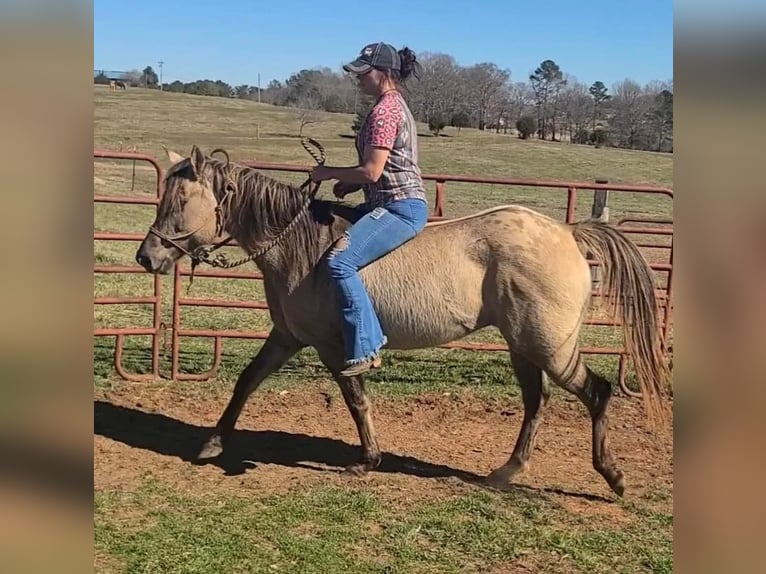 American Quarter Horse Castrone 9 Anni 152 cm Grullo in Pickens SC