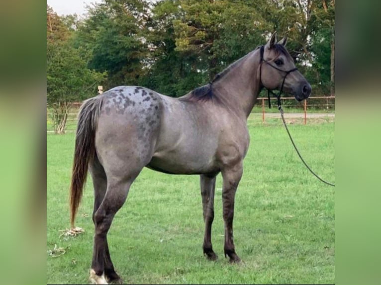 American Quarter Horse Castrone 9 Anni 152 cm Grullo in Pickens SC