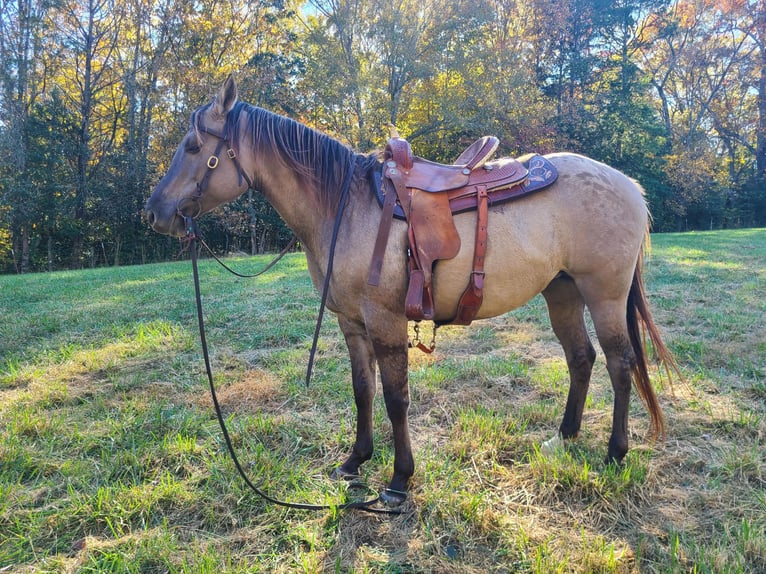 American Quarter Horse Castrone 9 Anni 152 cm Grullo in Pickens SC