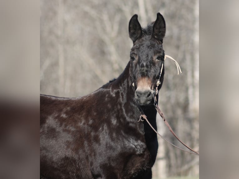 American Quarter Horse Castrone 9 Anni 152 cm Morello in Brodhead, ky