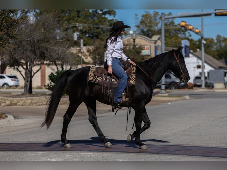 American Quarter Horse Castrone 9 Anni 152 cm Morello in Joshua