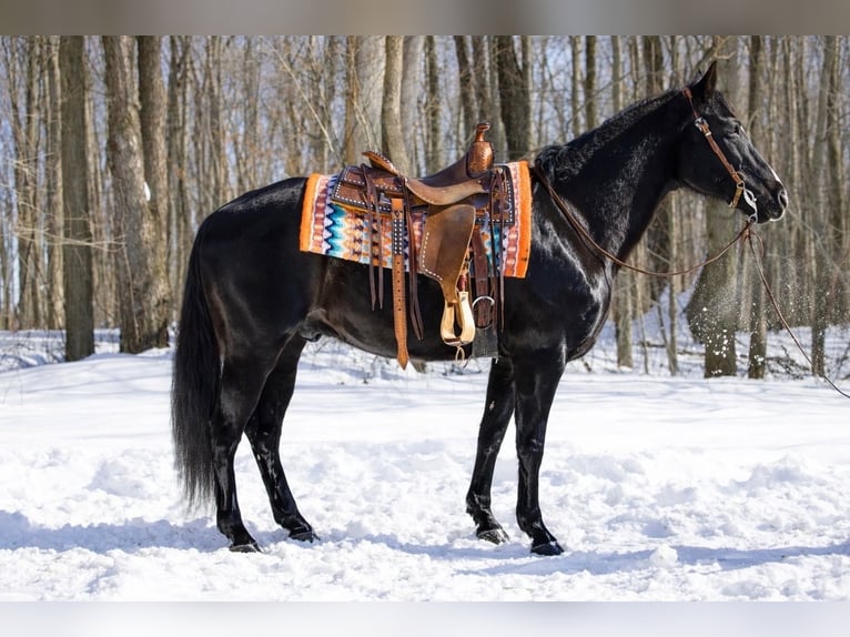 American Quarter Horse Castrone 9 Anni 152 cm Morello in North Bloomfield