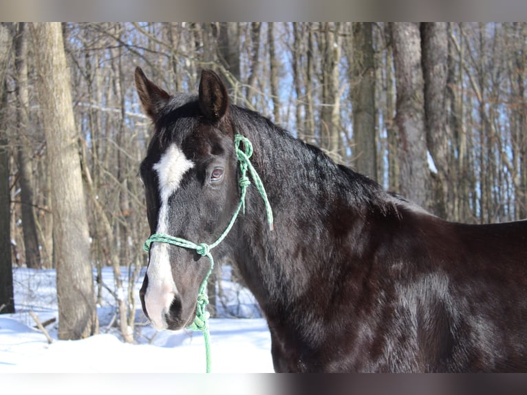 American Quarter Horse Castrone 9 Anni 152 cm Morello in North Bloomfield