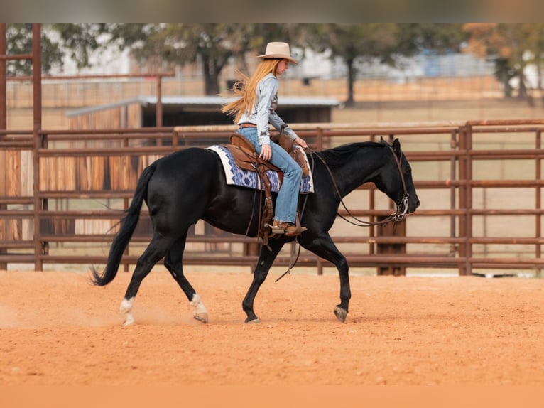 American Quarter Horse Castrone 9 Anni 152 cm Morello in Weatherford TX