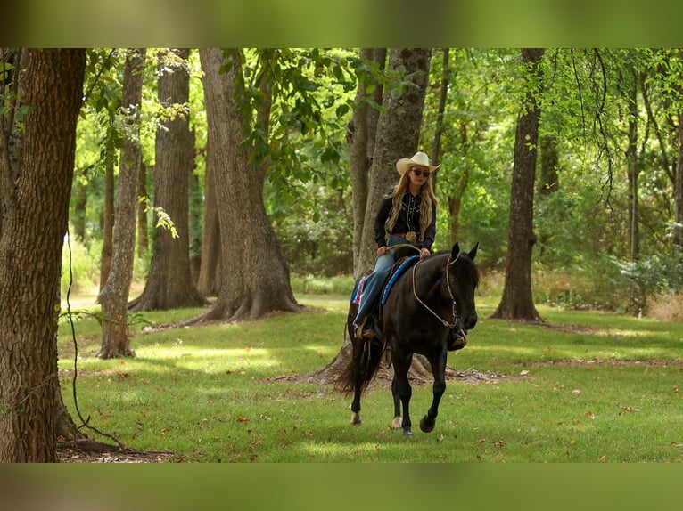 American Quarter Horse Castrone 9 Anni 152 cm Morello in Quitman