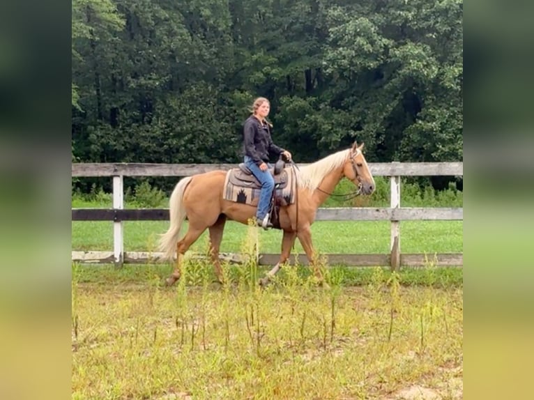 American Quarter Horse Castrone 9 Anni 152 cm Palomino in Granby, CT