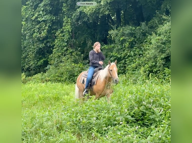 American Quarter Horse Castrone 9 Anni 152 cm Palomino in Granby, CT