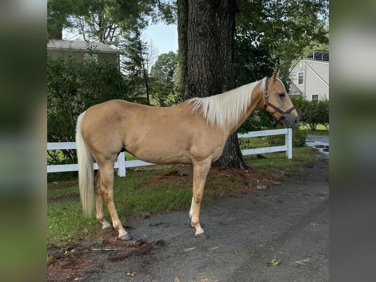 American Quarter Horse Castrone 9 Anni 152 cm Palomino in Granby, CT