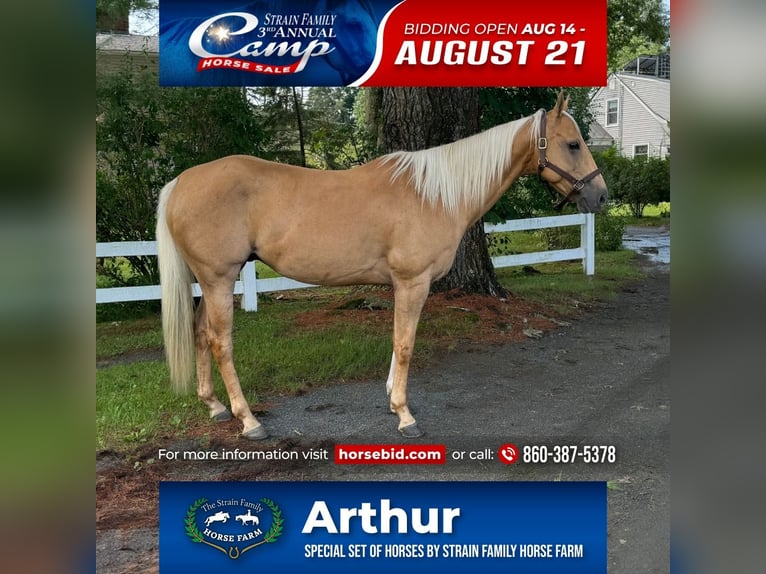 American Quarter Horse Castrone 9 Anni 152 cm Palomino in Granby, CT