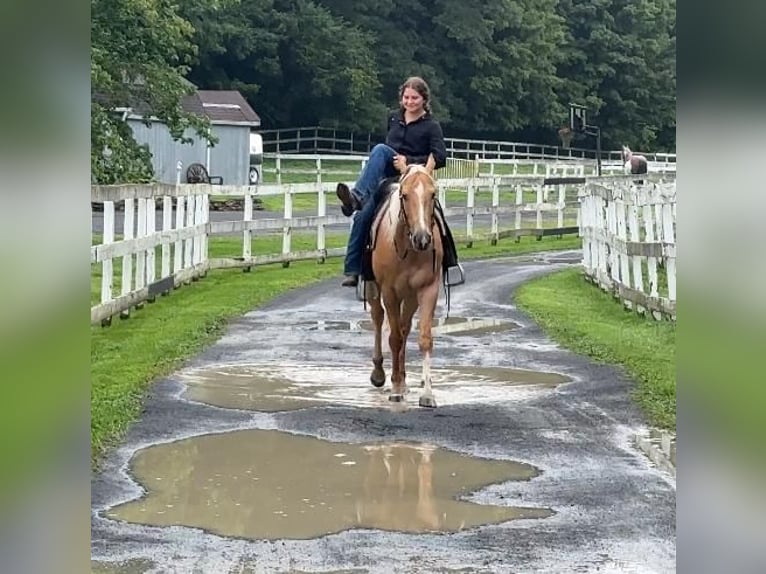 American Quarter Horse Castrone 9 Anni 152 cm Palomino in Granby, CT