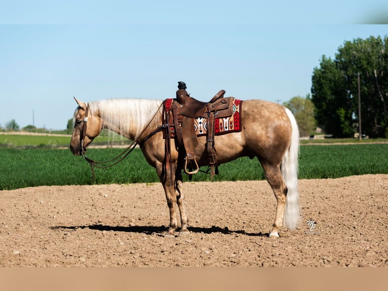 American Quarter Horse Castrone 9 Anni 152 cm Palomino in Caldwell ID