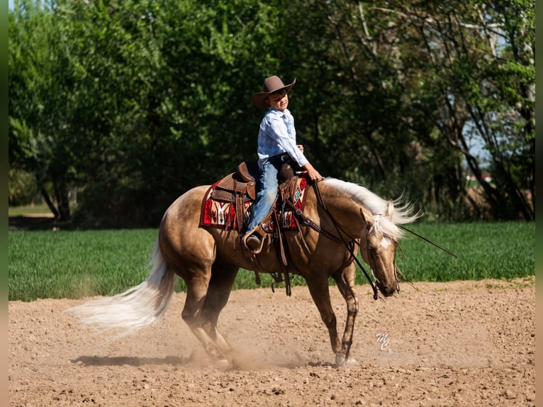 American Quarter Horse Castrone 9 Anni 152 cm Palomino in Caldwell ID